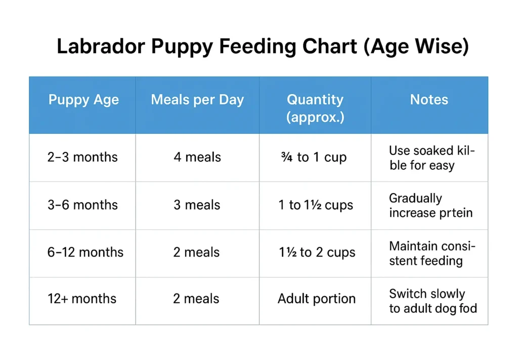 Labrador puppy feeding chart showing meal frequency and portion size by age